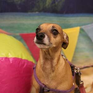 Fundraising Page: Laura Cushman